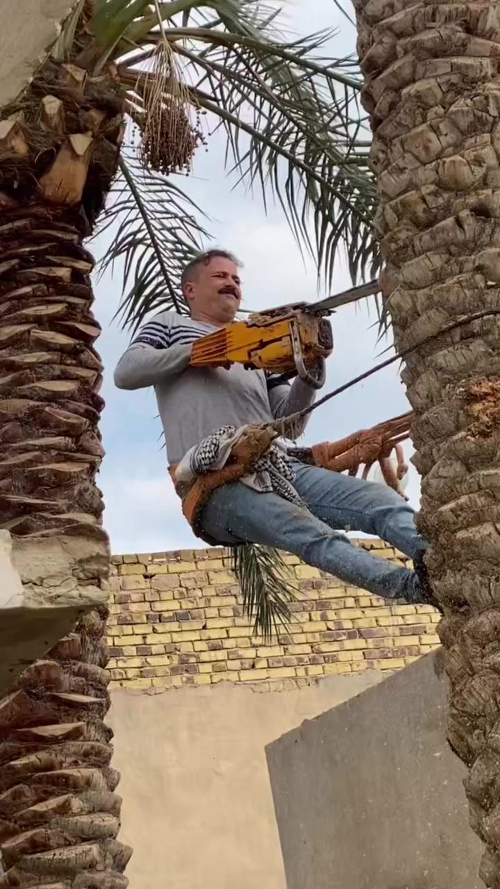 قتل كافه أنواع النخيل بأسعار مناسبه متواجد ع النت  رقمي ***********
