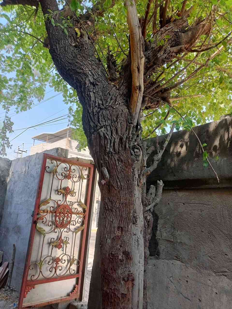هاي السدرة اريد اقطعهة حطب منو يريدهة مكاني البصرة القبلة


**إذا كنت صاحب هذا الإعلان وتريد حذفه لأي سبب، رجاءا أرسل رسالة إلى الدعم الفني**