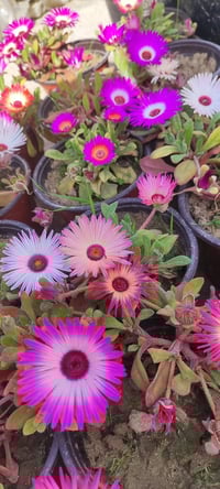 حشيشة الثلج • النزناز الشتوي • توصيل الموصل