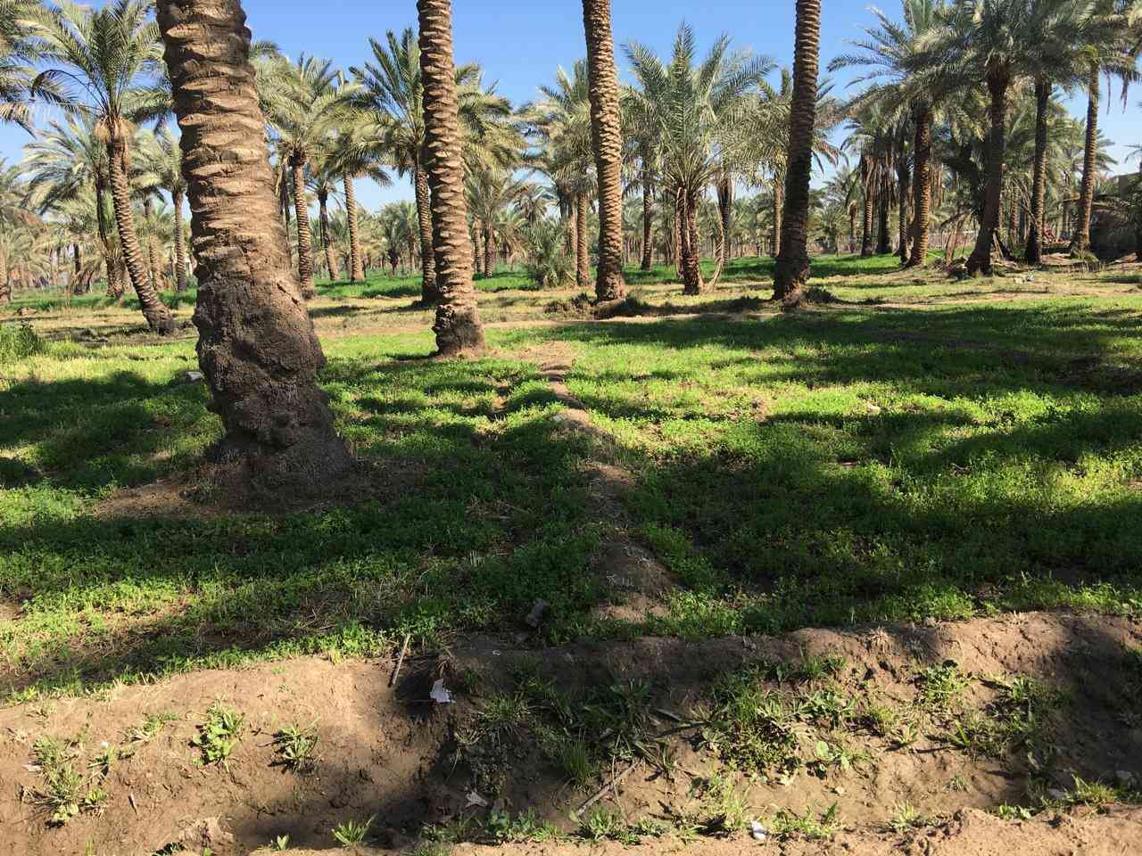 بستان ملك زراعي صرف  معروضة للبيع ( بستان العبيدي )  في منطقة ابو غريب  رقم القطعة ٨/ ١٧ مقاطعه ١٢ الفخرية   قرب  جامع حميد شعبان  الزوينات المساحة ( ٢٠ دونم )  الري من نهر ابو غريب و لها  نهرين موصولة بها ، فيها دار للسكن و مرافق خدمية اخرى  ، فيها حوالي ٤٠٠ نخلة حماله ، الابعاد الهندسية  مستطيلة الشكل تقريبا ( الواجهة  و المدخل ٤٩٧ متر  جنوب ، الخلف  ٤٥٢ متر   شمال ، العرض  شرق ٧٤ متر ، الغرب ١٤٢ متر  ) مسيجة ( بي ار سي كلها بالكامل  ) المالك شخص واحد موجود / ابو فيصل ، هاتف *********** هواتف الفلاح المقيم في البستان لغرض زيارة البستان السيد ياسر الزوبعي ابو احمد : *********** و رقم اخر ***********
