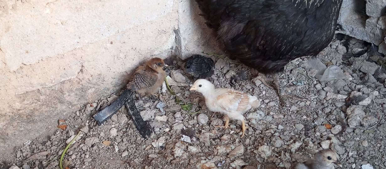 السلام عليكم متاح. 6 وصاويص للبيع


**إذا كنت صاحب هذا الإعلان وتريد حذفه لأي سبب، رجاءا أرسل رسالة إلى الدعم الفني**