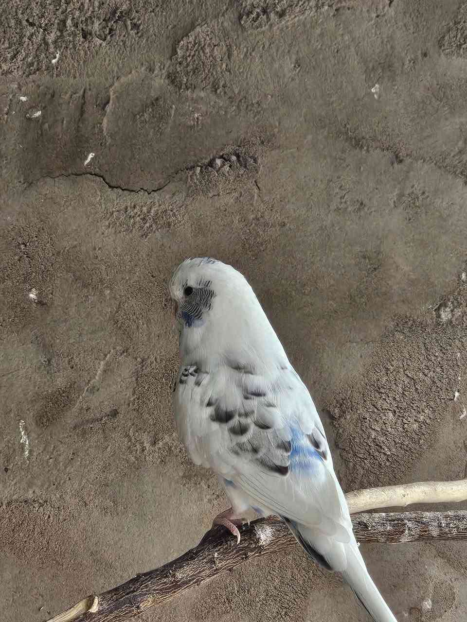 تك فحل نص اوربي زايف جاهز للتزاوج خشونه وصحه خير من الله سعر ٢٠ مكاني نجف حي عسكري


**إذا كنت صاحب هذا الإعلان وتريد حذفه لأي سبب، رجاءا أرسل رسالة إلى الدعم الفني**