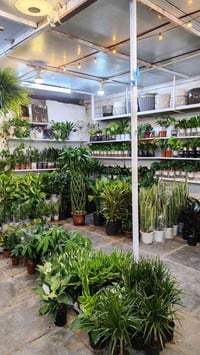 مشتل زهور واسط • نباتات ظلية • توصيل داخل الكوت