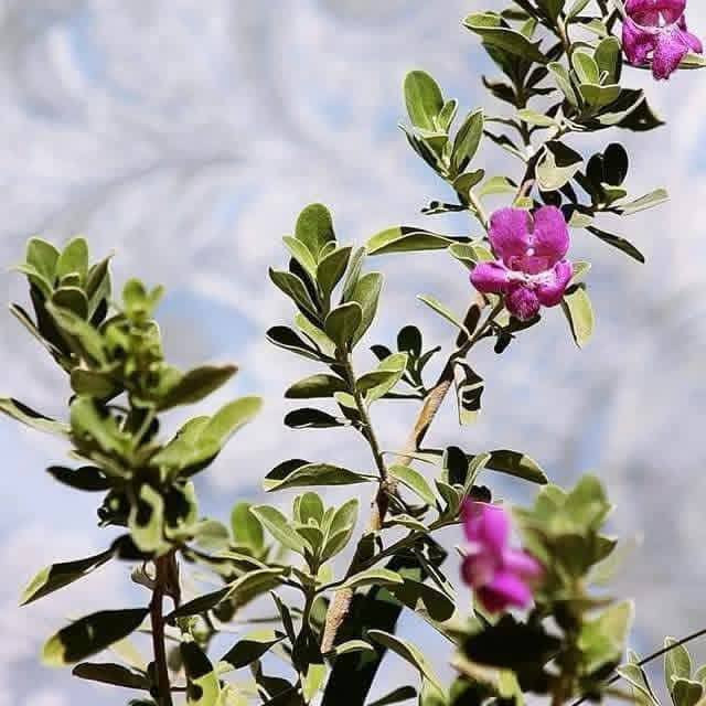 السلام عليكم متابعينا 🤍.
بمناسبة الموسم الربيعي نعلن عن توفر وجبة جديده من نبات حارس تكساس  💜🪻

بأرتفاع ٥٠ سم تقريباً ✨🩷
 السعر ٩ الف 💛

الوصف النباتي بالاسفل.
نبات حارس تكساس 
نبات ليكوفليوم
او يسمى حارس تكساس نبات شجيري كثيف أوراقه رمادية اللون وموطنه المكسيك وولاية تكساس. ويصل ارتفاعه إلى نحو 2.5 م وعرضه نحو ذلك. والأوراق ناعمة تعطي للنبات شكله المتماسك، وأحياناً تغطي الأزهار ذات الألوان البنفسجية و الوردية كامل النبات وهو ما يعطي للنبات لوناً فاتحاً بهيجاً في الربيع ورائحة مميزة في فصل الصيف.
ويحتاج نبات ليكوفليوم إلى ضوء الشمس المباشر ☀️☀️والحرارة الشديدة🥵🥵. أما في الظل فيكون نموه غير منتظم الشكل. والنبات شديد التحمل للجفاف🥵🥵 ويجود نموه في الترب جيدة الصرف والقلوية والرملية التي قد تكون فقيرة أو حصوية. والنبات يتحمل الصقيع🥶🥶، ويحتاج إلى الري المعتدل، أو الغزير أحياناً في فصل الصيف، مع مراعاة تجنب الري الغدق. ويكون التكاثر بالعقل. وعادة لا يصاب النبات بالآفات
وهذا النبات متأقلم مع الظروف الصحراوية، وأول ما أدخل إلى المناطق السكنية في الرياض كان في أوائل الثمانينيات من القرن الماضي  حيث لوحظ أيضاً إمكانية قصه على هيئة سياج وأشكال جمالية. ويصلح لأن يكون نباتاً مميزاً يعطي تبايناً في الألوان مع النباتات الأشد منه خضرة، ومتطلبات الرعاية منخفضة، لكن التقليم يجعل المجموع الخضري للنبات كثيفاً.
الموطن: البحر المتوسط , شبه الاستوائية , شبه البحرالمتوسط , معتدلة
الرطوبة: شبه قاحلة , قاحلة جداً
الإكثار: التعقيل , زراعة البذور و نقل الشتلات
الرعاية: منخفص
الظروف البيئية
البيئة الحضرية: مقاوم
الجفاف: مقاوم
البيئة الغدقة: حساس
الري: منخفض
درجة الملوحة: متوسطة < 3000 جزء بالمليون
تحمل الصقيع: -15 مْ
النمو: معدّل نمو اعتيادي
الإرتفاع: من 1.5 الى 2.5 م
التمدد: من 1.5 الى 2 م
طبيعة الأوراق: دائم الخضرة
ازهاره اللون: أرجواني
الحجم: من 2 الى 3 سم
موعد الإزهار: من مطلع مارس حتى نهاية يونيو
موقع الإستخدام :
الأماكن العامة المفتوحة , منطقة مشاة , تشجير الشوارع , الريف , حديقة صخرية , تشجير التلال , استقرار التلال , تشجير المتنزهات , حديقة السهوب , حديقة خاصة , حديقة معلقة ممتدة , زراعة بستان , سياج زهري , سياج منخفض الارتفاع , مزرعة صغيرة في وادي ,

📍 متوفر توصيل لجميع محافظات العراق 🚗🚗 
📍 للحجز والاستفسار يرجى مراسله الصفحه او مراسلتنا على واتساب من خلال الرقم:
***********
