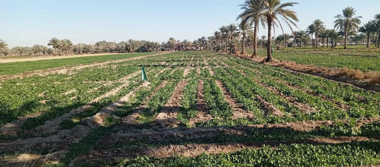 السلام عليكم 6 دونم للبيع عقد 117 أرض درجة اولى موقع مميز قريبه على شارع الليلي سنجار تحتوي على برينه عدد اثنين وماء البئر عذب يصلح لكافه المزروعات وماء سقي متوفر وتحتوي على اكثر من 20 نخله حماله العنوان أبي غرق قرية زغير العنون للاتصال *********** أو الاستفسار على الخاص
