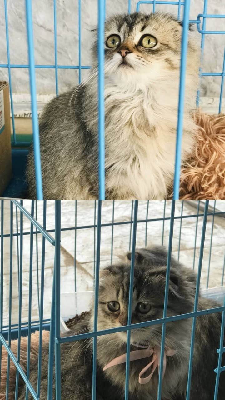 السلام عليكم
كل ما يخص القطط تجدو عندنا في العيادة الطبية البيطرية:
-سناكات لحم،معلبات لحم،قواطي لحم ،دراي فود 
-رمل،بوكسات ،اكسسورات ،،،الخ
-لقاحات ،علاجات 
-كورس علاجي كامل
 هاتف:
0781 007 5054
***********
📍عنوانه:كنعان/شارع شميسات مجاور اسواق عمر ناظم
