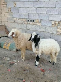 طليان البيع سعرهن ١٥٠ الف بيع مستعجل 07519415303