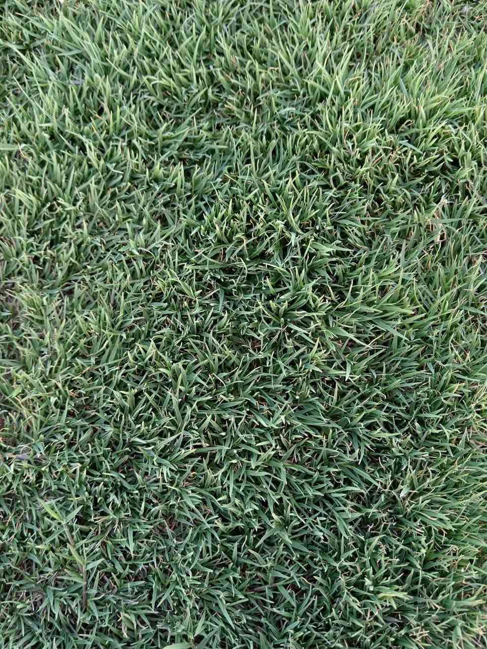 شركة الثيل الاخضر طبيعي لتجهيز الحدائق والمنتزهات  والملاعب في اسعار منخفضه في كل محافظات العراق 

السعر والستفسار خاص موجود بك وقت 
 📞📞📞***********
***********
