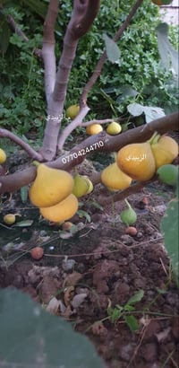 العراق مليان اصناف تين ولكن اغلبها مو متحمل للحر وطعمه مو عسلي وغير تج...