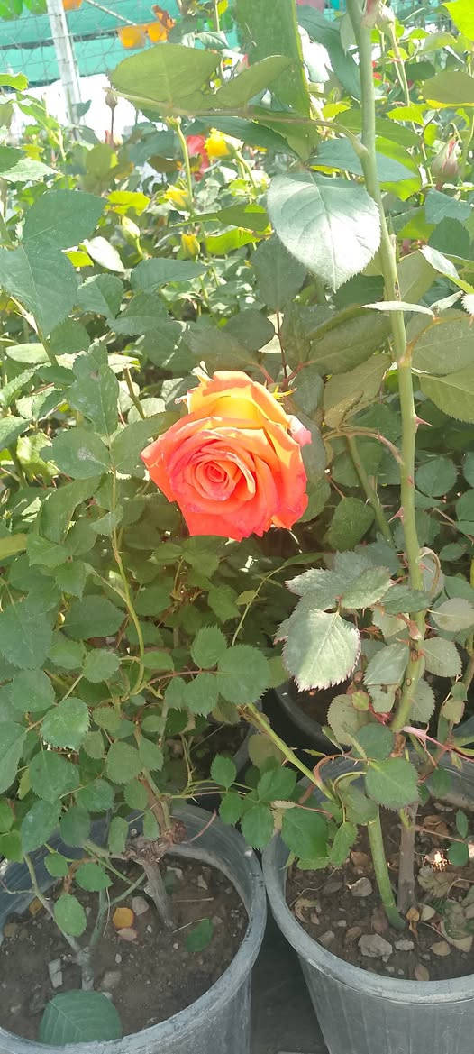 ورد جوري سعر الشتلة ب٣٥٠٠ 
كل ٣شتلات ب١٠٠٠٠
يوجد توصيل لمناطق كركوك


**إذا كنت صاحب هذا الإعلان وتريد حذفه لأي سبب، رجاءا أرسل رسالة إلى الدعم الفني**