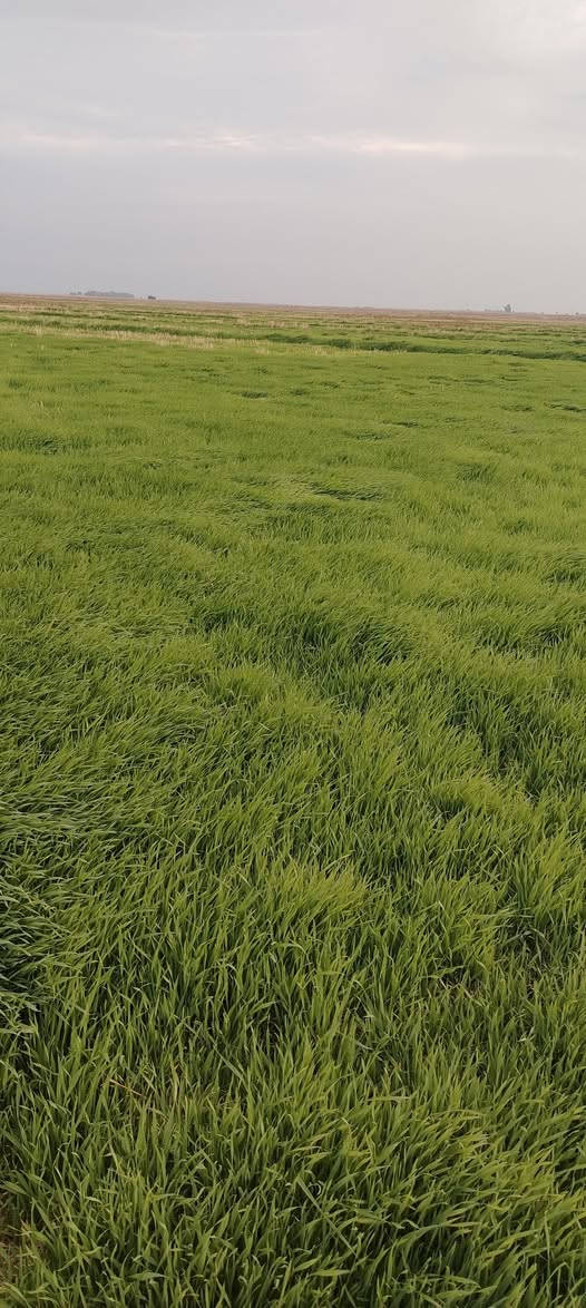 للبيع مساحه 100 واسط الحرار دلمج
***********
