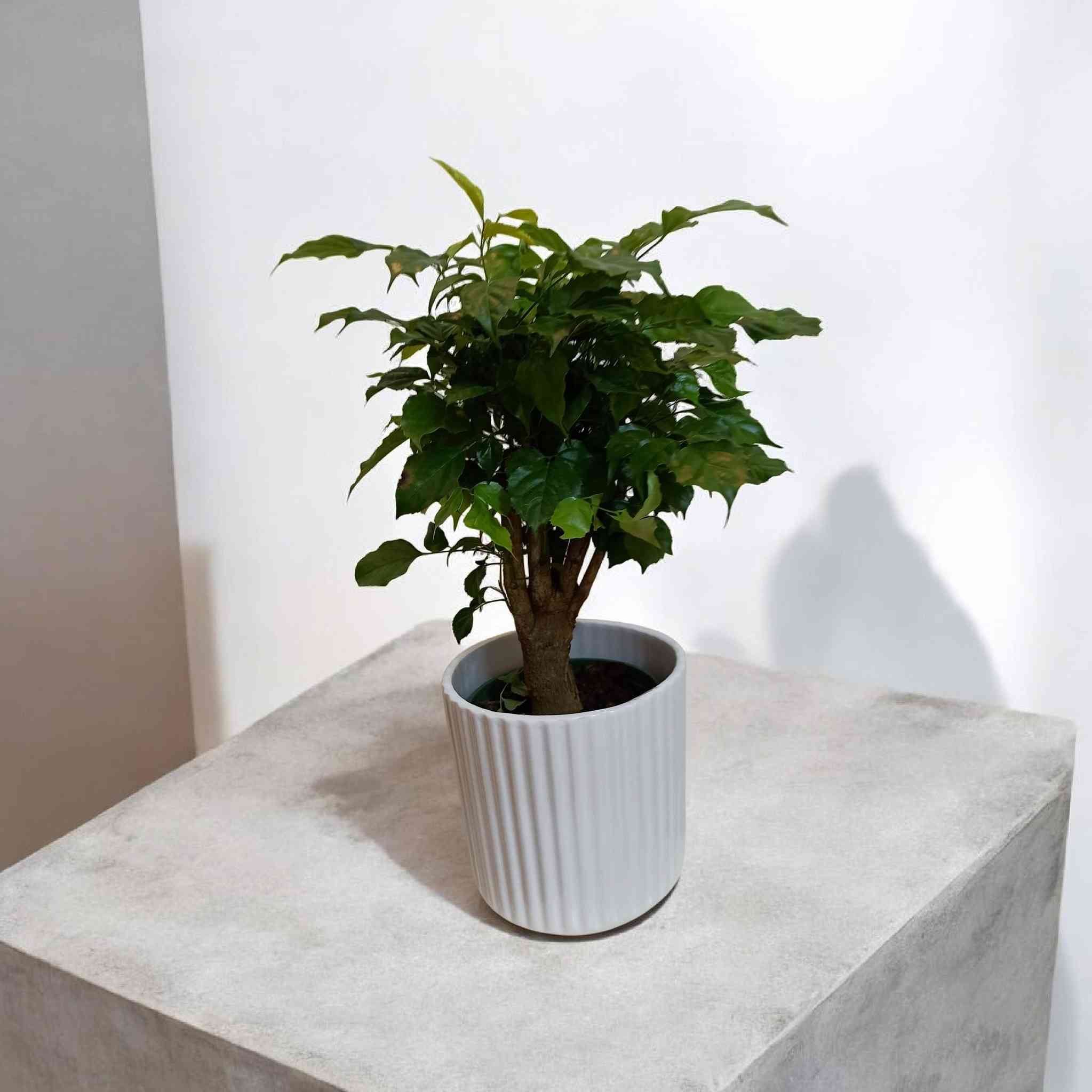 وصول وجبة جديدة من نباتات الظل 🌱
اختيارات حلوة تناسب البيت والمكتب
وبأنسب الأسعار
✨ تبدأ من 5,000 فقط ✨
يوجد لدينا خدمة توصيل لكافة احياء مدينة الموصل والمحافظات 
الحجز والاستفسار الاتصال 
***********
