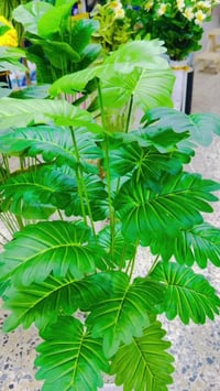 خانقين • ارتفاع ١م١٠سم • لا توصيل