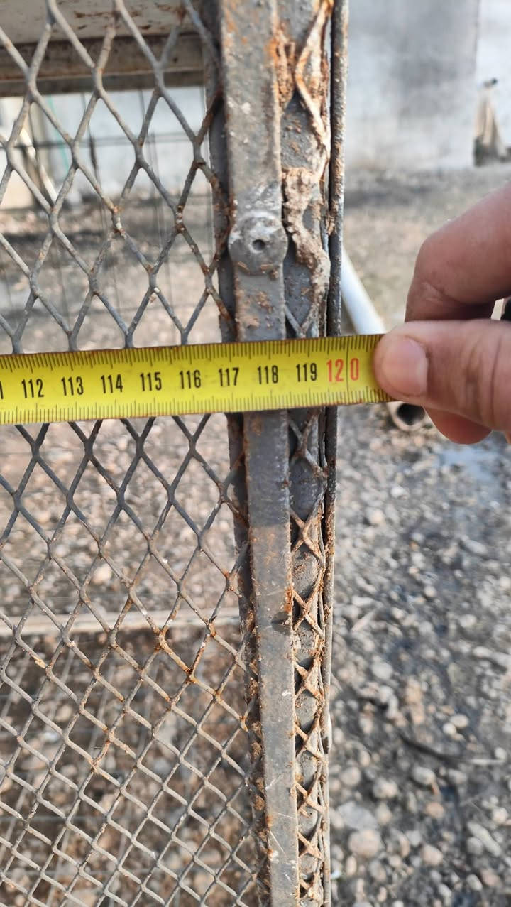 السلام عليكم من رخصة الادمن المحترم 
قفص ثقيل حديد درجه اوله يرهم الدجاج يرهم الطيور يرهم التخزين مثل ماموضح بلصور ارتفاع 110 

عرض 120 

السعر 75 

***********
