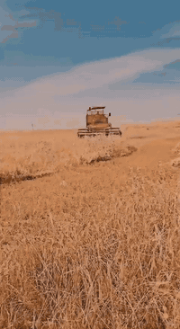 حاصده لافردا للبيع موديل 85 محرك جديد  حاصده جاهزه للعمل  السعر  اتصل ...