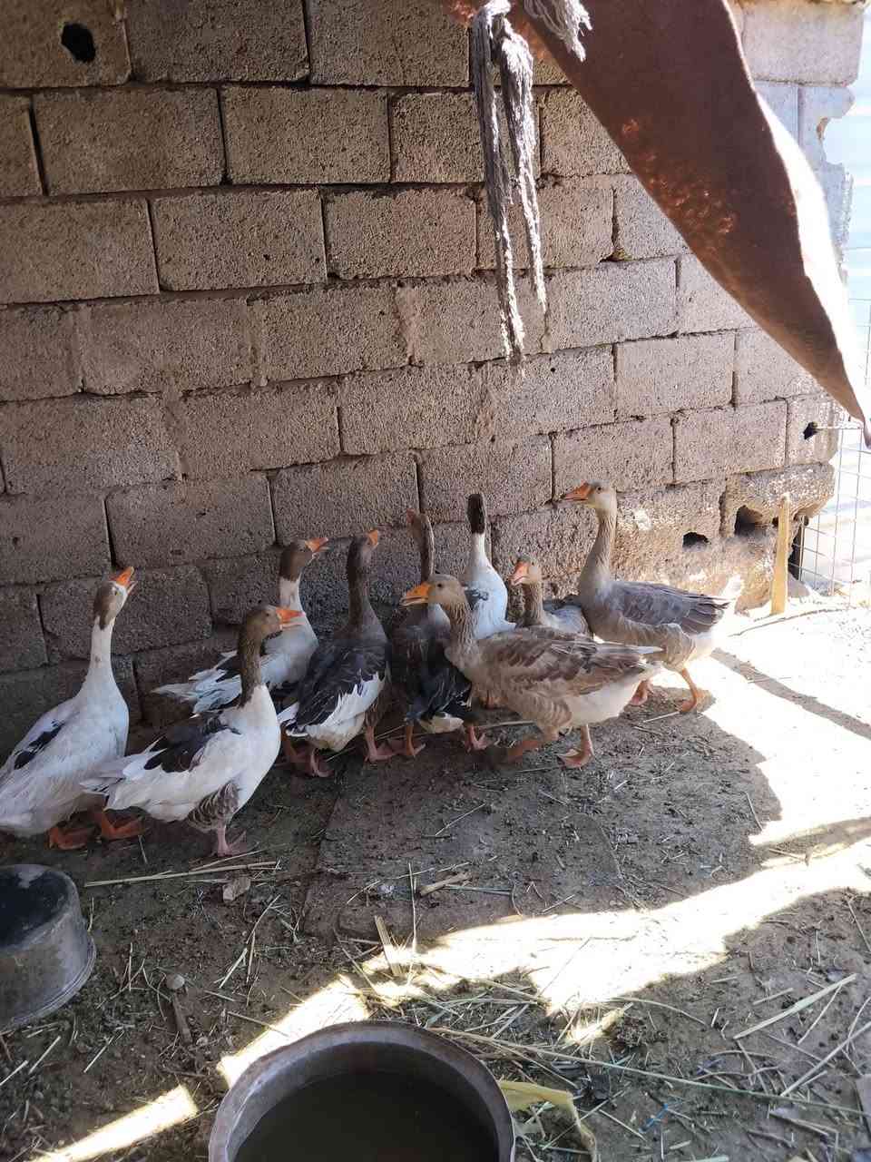 الله سلام عليكم بطوط 9حايلات الزوج ب35 وبيهن مجال مكان كوت حي الجوادين مقابيل السياسيين اتصل وبيك خير وتدلل ***********
