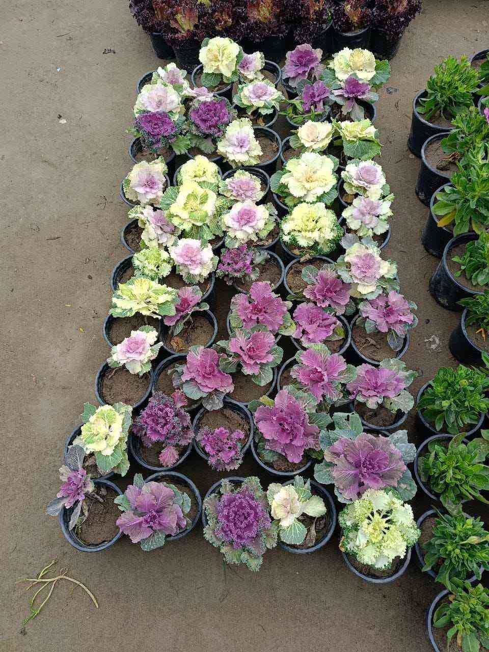 مشتل الروان الشطره, ذي قار


**إذا كنت صاحب هذا الإعلان وتريد حذفه لأي سبب، رجاءا أرسل رسالة إلى الدعم الفني**