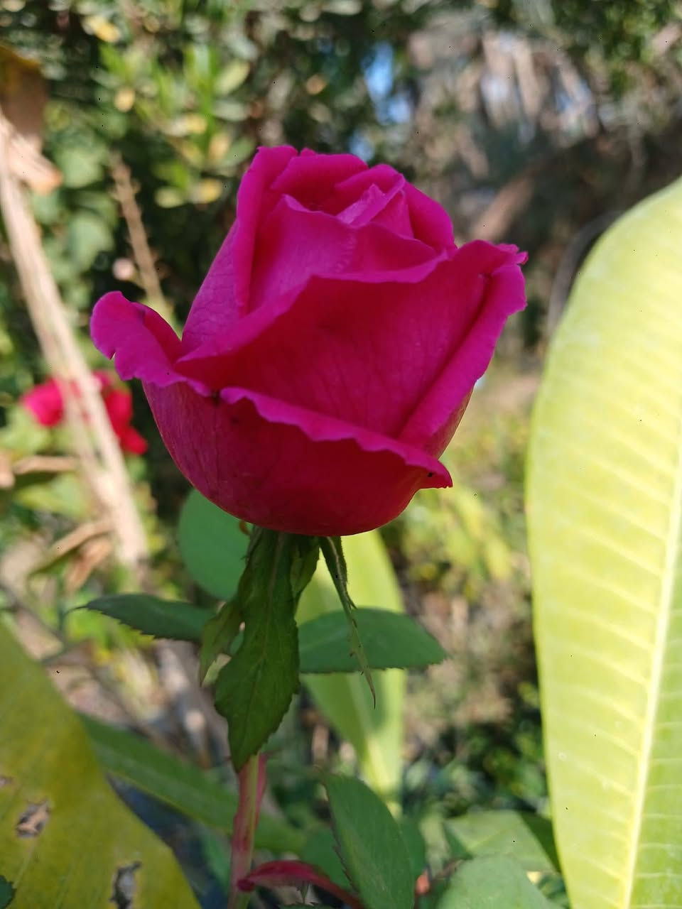 الورد الجوري السلطاني: يعتبر من الزهور العطرية الدائمية تتحمل كافة الظروف الجوية يتميز بعطر قوي وفواح 
للحجز والطلب يرجى المراسلة 
توصيل فقط المسيب __كربلاء__حله__بغداد


**إذا كنت صاحب هذا الإعلان وتريد حذفه لأي سبب، رجاءا أرسل رسالة إلى الدعم الفني**