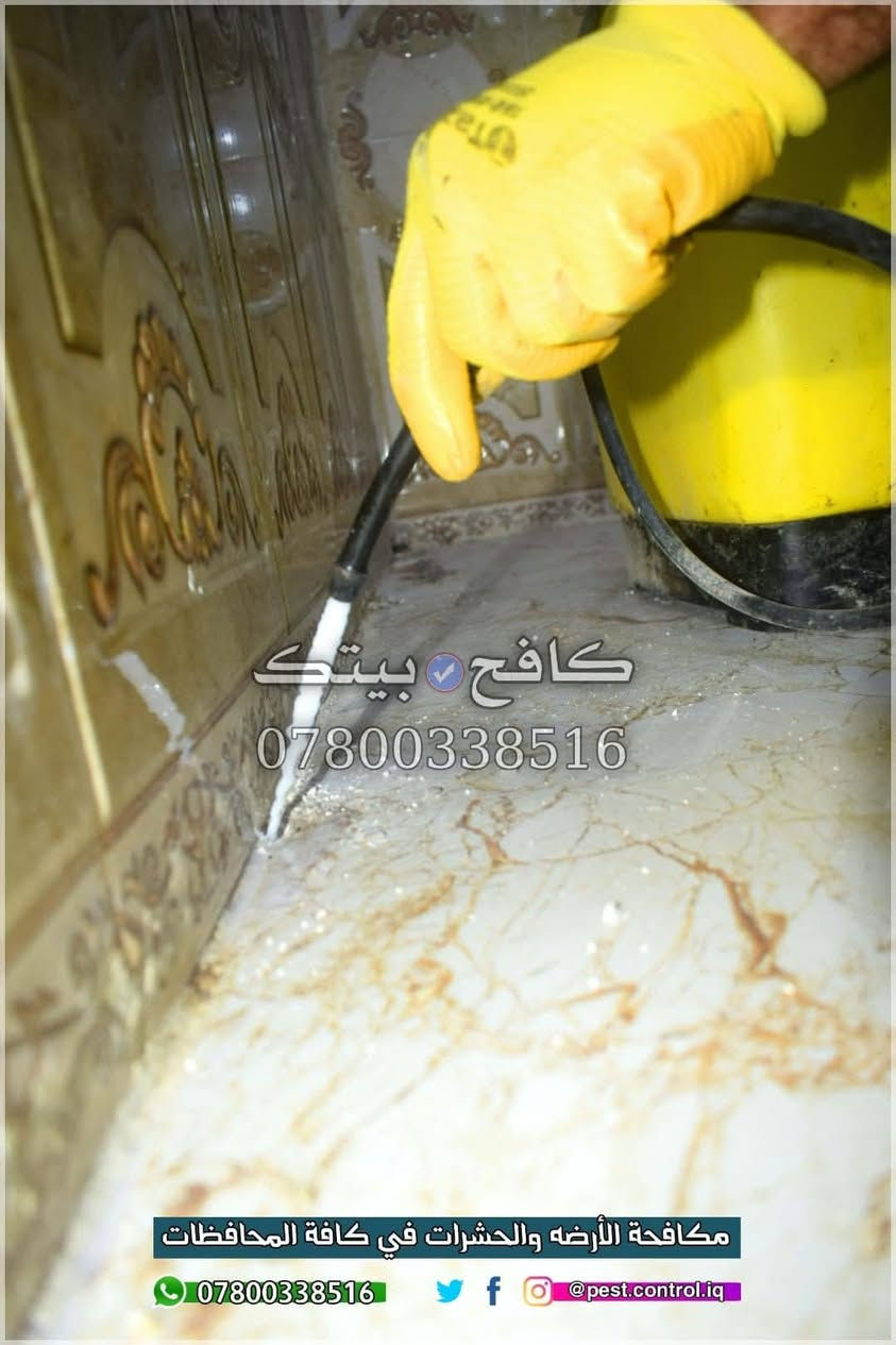 "بيتك أمانة، لا تتركه للأرضة 🐜" #ضمان 5 سنوات 🛡️

⛔ نرفق اليكم مجموعة بسيطه من الصور خلال هذه السنوات في مكافحة حشرة الارضه في كافة انحاء مناطق النجف والكوفه ⛔ في المنازل & المجمعات السكنيه & الدوائر الحكوميه & المستشفيات  🇮🇶 

:: تعاني من آثار #الأرضة أو خايف على بيتك من حشرة الأرضة المدمرة ؟ ⚔️

​ وفرنا لأهلنا في النجف الحل الجذري والاحترافي. مو بس رش مبيدات، إحنه نقدملك "منظومة حماية ذكية" تحمي أساسات بنائك وتضمن لك القضاء على المستعمرات من جذورها وبدون رجعه ❌

         #سنوات_من_العمل_والخبره ✅

​✅ لماذا نحن خيارك الأول في النجف والكوفه ؟
• ضمان ذهبي لمدة 5 سنوات ( عدم عودتها نهائياً ). 
• كادر متخصص ذو خبرة عالية في مكافحة الأرضة.
• نستخدم أحدث #المبيدات #الفايروسية (درجة أولى) وآمنة تماماً.
• خدمة تركيب منظومات مفلترة لـ أساسات البناء ( لحماية منزلك في المستقبل من الاصابه بحشرة الارضه  ).
​لا تخلي مجموعة #حشرات تضيع تعب السنين . 
احمِي بيتك اليوم واستفاد من أسعارنا التنافسية.

🔴 ​لا تنتظر الضرر يوصل لأثاثك ، احجز الآن عبر الواتساب"

***********  📞 | واتساب 

( متواجدون لخدمتكم في كافة أنحاء النجف والكوفة )

#بابل #حشرة_الارضه #كربلاء #مكافحة_حشرة_الارضه #الأرضه #النجف #الكوفه #بغداد #الديوانيه #مكافحة_الحشرات #القوارض #النمل_الابيض #الحله #علاج_الارضه #اكسبلور
