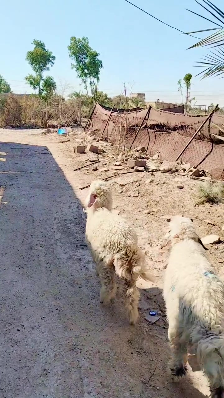 سلام عليكم طليان فحله 2 السعر على 175 مكان الناصرية مركز وهذا رقمي ***********
