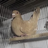 زاجل • فحل • أصفر