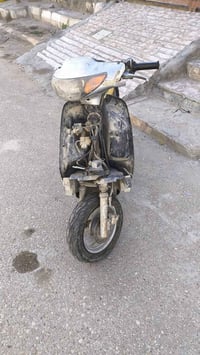 منغولي • فحل • شغاله