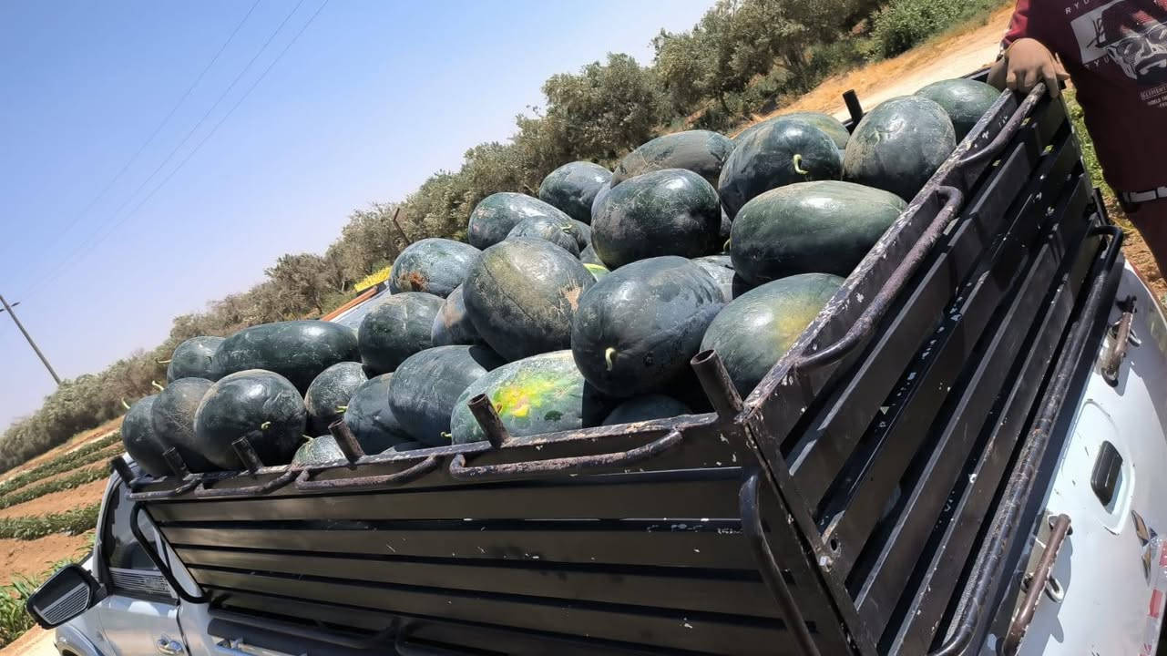 بسم الله وعلى بركة الله نبدأ
افتتاح بطيخ ناصر نخب اول🍉 

العدد من 40 لغاية 60🍉

الوزن من8الى18كيلو

مكسر وطعم كفاله 

للاستفسار :0779217050👑علي البري 

0779778071يوسف البري

0790614991احمد البري


**إذا كنت صاحب هذا الإعلان وتريد حذفه لأي سبب، رجاءا أرسل رسالة إلى الدعم الفني**