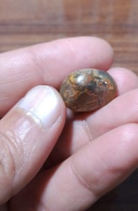 داودي هندي • زيتوني • چالب الحظ