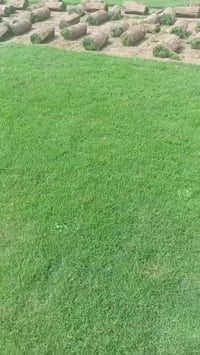 ثيل هندي • نوع ممتاز • مشتل الراوي