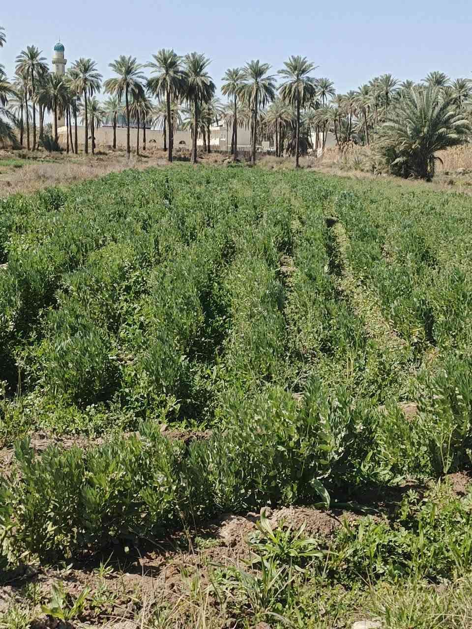 اسلام عليكم اخوان قطعه الرض لبيع دونم و400 متر طابو زراعي سند 25 
شرط التحويل 
مكان الرض قرب حسينيه سيد شاكر مكانه كلش حلوه
مثل ماشوف بل صور  تصلح سكن  او مزرعه    بسعر مناسب 
خدمات كامله استفسار اكثر او السعر اتصال ع ***********                ***********
