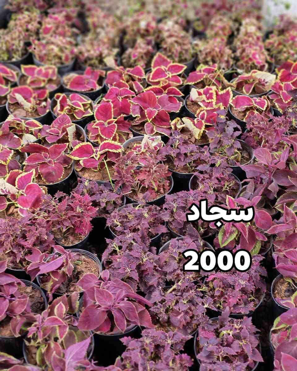 جمال الطبيعة في متناول يدك! نباتات خارجية تُزين حديقتك، ونباتات ظلية تضفي الحياة على منزلك. متوفرة الآن في صفحتي مع خدمة توصيل سريعة وموثوقة." 
في الموصل 
اسعار التوصيل حسب المكان


**إذا كنت صاحب هذا الإعلان وتريد حذفه لأي سبب، رجاءا أرسل رسالة إلى الدعم الفني**