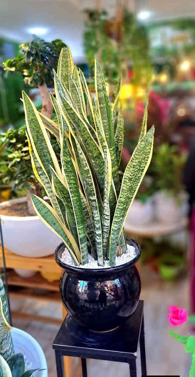 يا الله 
تم وصول نباتات الزينه         عليهن عروض لحكو قبل 
                                          لايخلصن🥰🥰🥰
دمعت طلف المتدلي
اصابع العروس نبات متدلي 
صبار اصبع زينه
ريحان ملكي مزهر عطري
جلد النمر نبات داخلي
زنبقة المطر 
انتران قوس قزح 
نبات المكحله
العنوان خلف بانزين خانه قرب مدرسة الهدايه 
بيت عباس العيبي 
رقم التليفون 
***********
