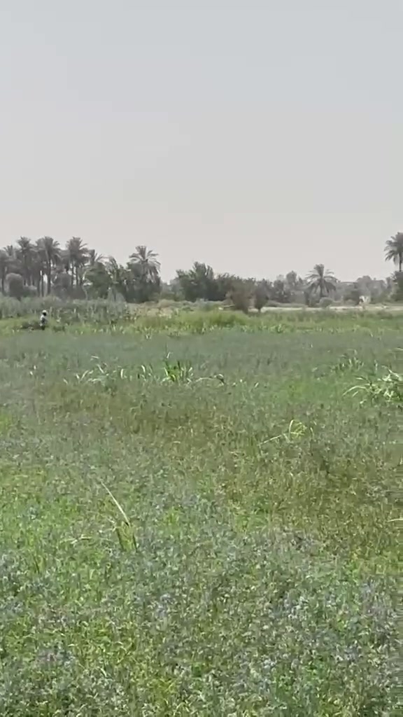 يا الله للبيع مزرعه بغداد اليوسفية من جهته السريع منطقة الرضوانيه للاستفسار اكثر مراجعة مكتب الرضوانيه والتصال ع/***********
