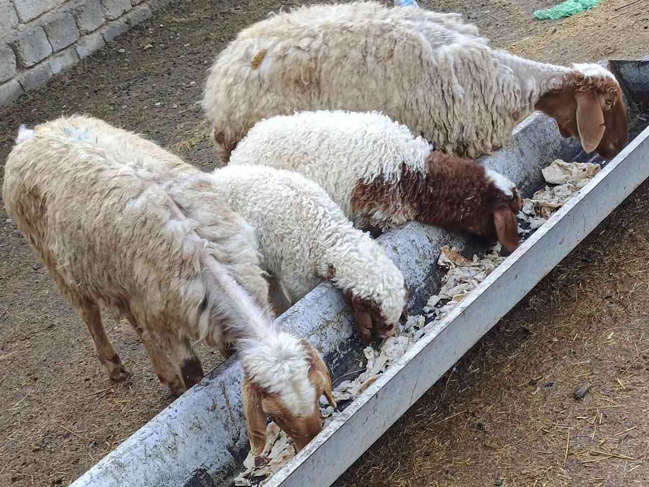 يوجد مطافيل ثنين مالات جنيه شرط نصاحه وين لي ريد جنيه 🔥فول سعر 700 الف لزوج المكان بيجي حي العصري رقم الهاتف ***********
***********
