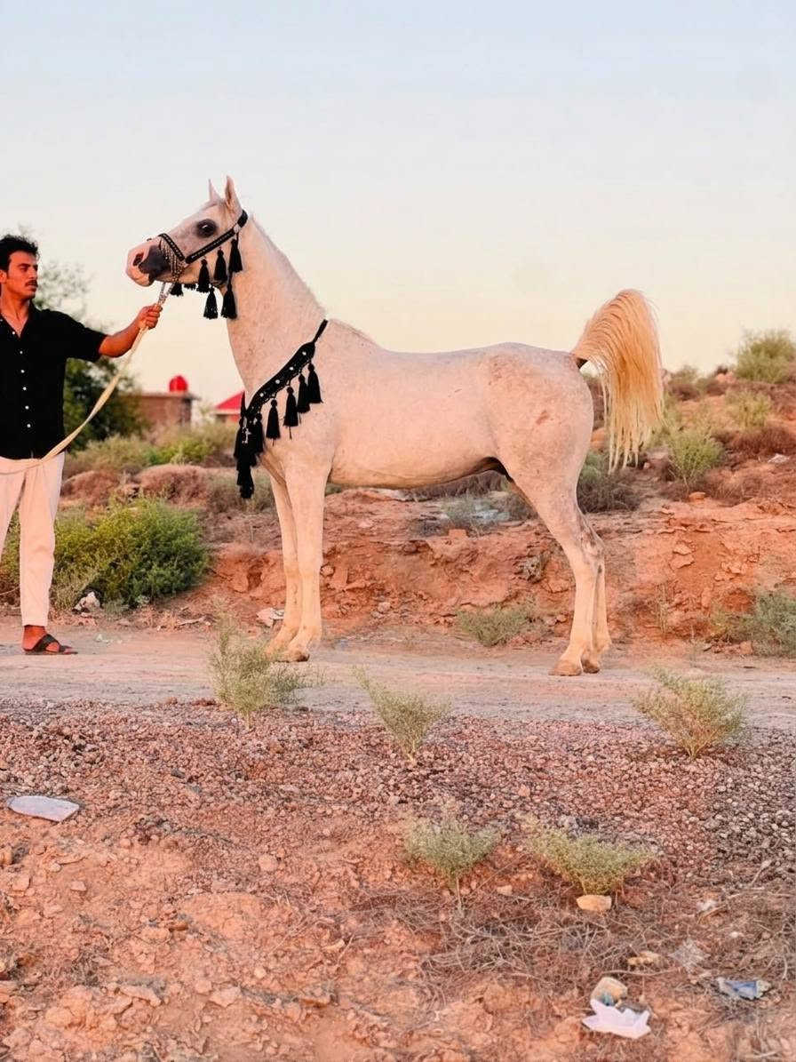 الهم صلي على محمد وآل محمد 
فرس عربيه اللبيع فول مواصفات سالمه من كل عيب ورهه مهره دهمه عمره 4اشهر وامها عمرهه 4سنوات وعشار عليه 3اشهر وين الي يدور الزين ودرجه والئ رسنه من الكحيلات 
خياله راس وشليل المكان بابل منطقه الخميسيه 

***********  واتساب اثير
