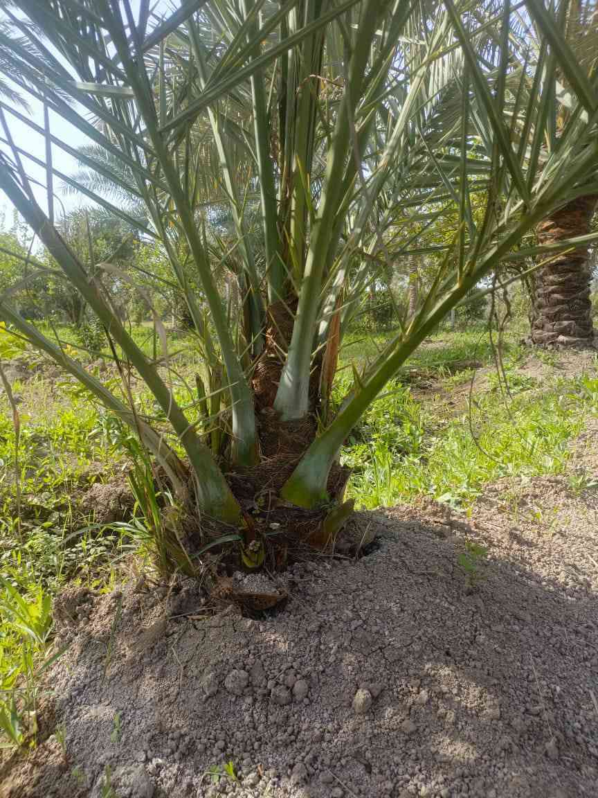 يا الله متوفر 5اميات مجهول تنلقع بطينته تكون نسبه نجاح أن شاء الله 100/100العنوان واسط عزيزيه ضمان الصنف والجوده ***********
