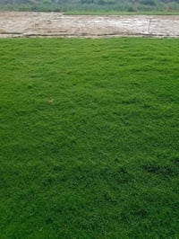 ثيل طبيعي • هندي درجة أولى • توصيل مجاني