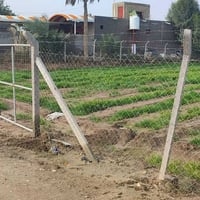 الدينيه • ١٢ دونم • أرض زراعية