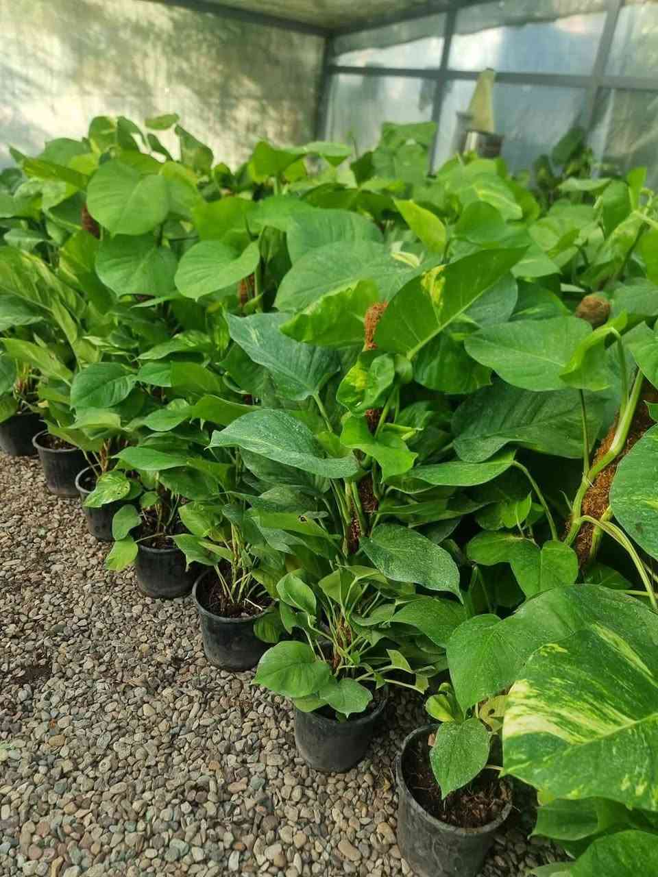 تم بحمد الله وصول نباتات الى مشتل الازهار 
العنوان بغداد شارع القناة 
واتس ***********
جمله / مفرد
