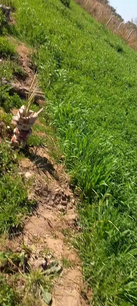 جت للبيع *********** قريه الكاظم
