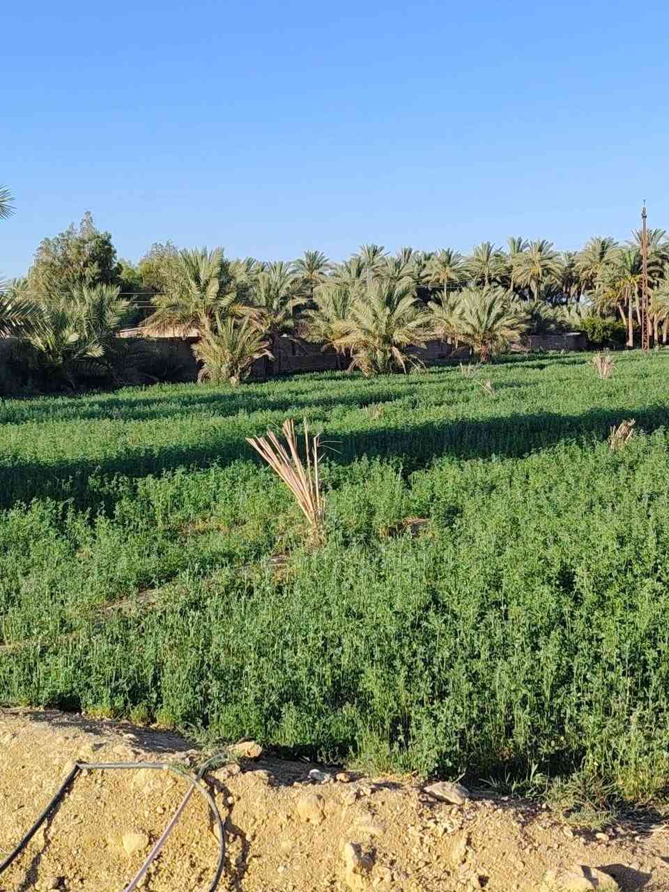 قطعه أرض زراعيه  للبيع في منطقه الحجر خلف بستان الحاج سريسح مقابل  ديوان الشيخ شوكت الكيلاني مساحتها ٣٦٢٥متر مربع بواجه ١٢٠ متر طول وامامها شارع عرض ٧ متر والسعر ١٤٥ مليون قابل للتفاوض وللاستفسار الاتصال بالارقام
*********** عمر محمد
*********** محمد أبو مروان
