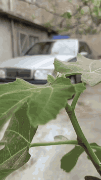 السلام عليكم للبيع سيارة فالفو موديل 1997 حجم 850 كير اوتماتيك محرك 5 سلندر كشنات جلد جامات كهرب تبريد منقص غاز كهربايات كلها شغالة شاشة كامرة كزوز رياضي رقم نينوى دولي مسطرة صاحبها الشرعي في الموصل تحويل فقط بدون وكالة سعرها 55 ورقة وبيها مجال شي بسيط للاستفسار الاتصال على الرقم الموجود في المنشور ***********
