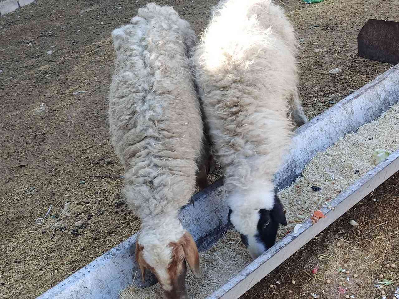 يوجد وراجين عدد 2مالات جنيه شرط نصاحه حانيات شهر ونص سعر 275 الف زوج المكان بيجي حي العصري رقم الهاتف ‏‪***********‬‏
