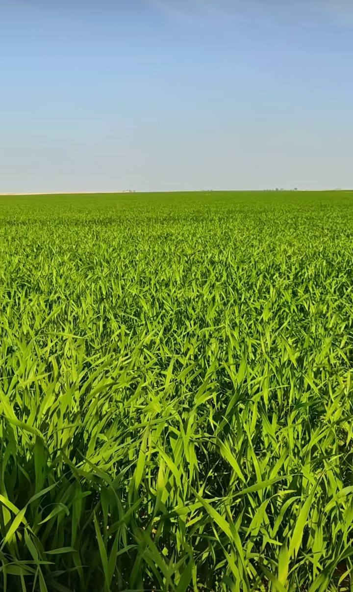 عرض زراعيه للبيع عقد 35 زراعي 210دونم في واسط بين قضاء الحسينيه وقضاء النعمانيه استصلاح مستصلحه كلها سواقيها كلها مبطنه مستصلحه من قبل الدوله ماي متوفر شتاء وصيف وبالعافيه علي ياخذها مكلف بل نشر ***********//***********
