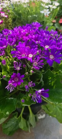 نبات سيناريا • مشتل كوت فلكت • توصيل كوت