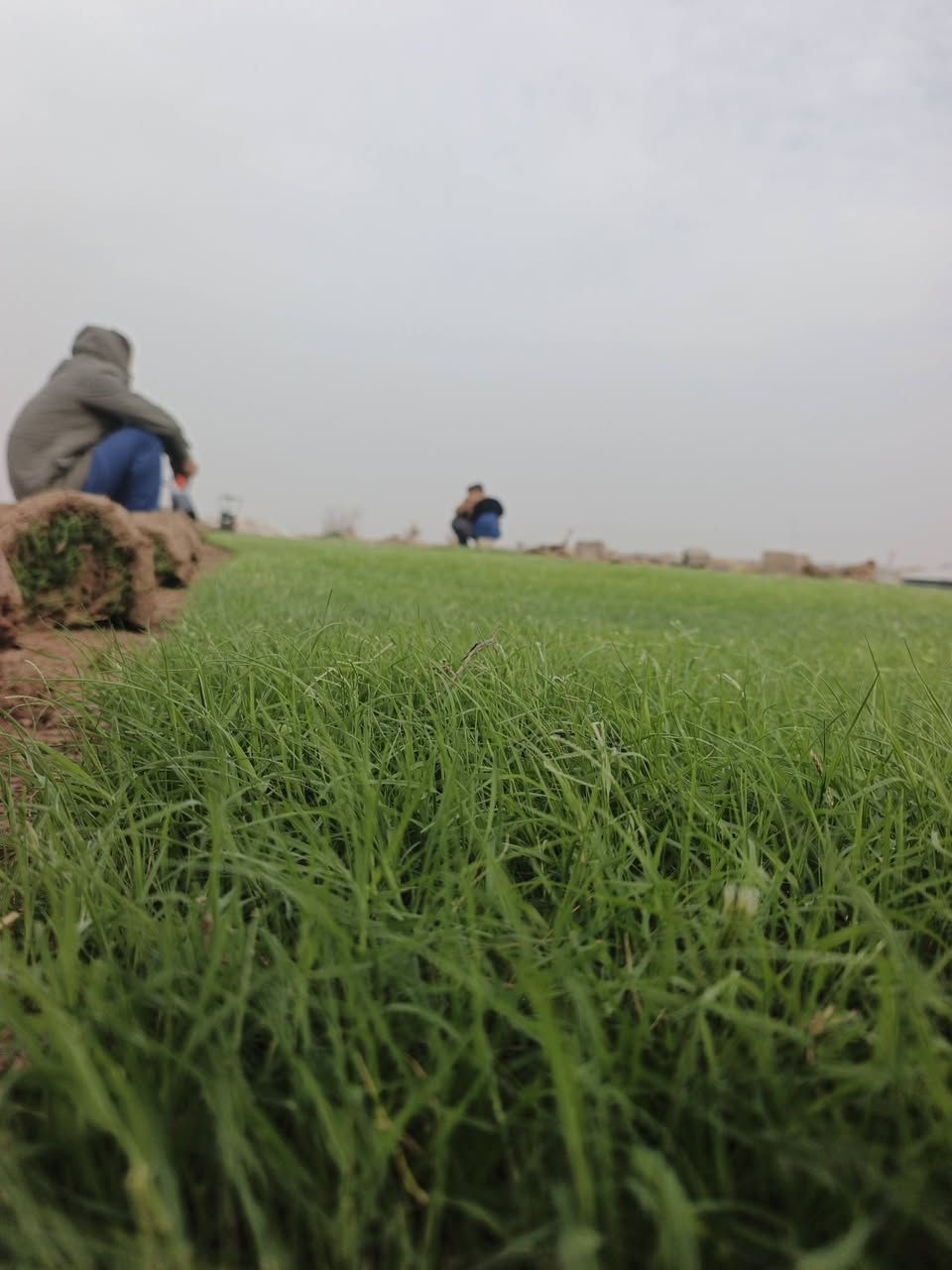 بدأ موسم جديد يوجد جميع نواع الثيل الطبيعية تجهيز جميع المساحات المطلوبة توجد كواد مختصه بزراعة الثيل الطبيعي و توصيل جميع المحافظات***********
