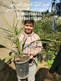 فسائل نسيجية • برحي DPD • صلاح الدين الشرقاط