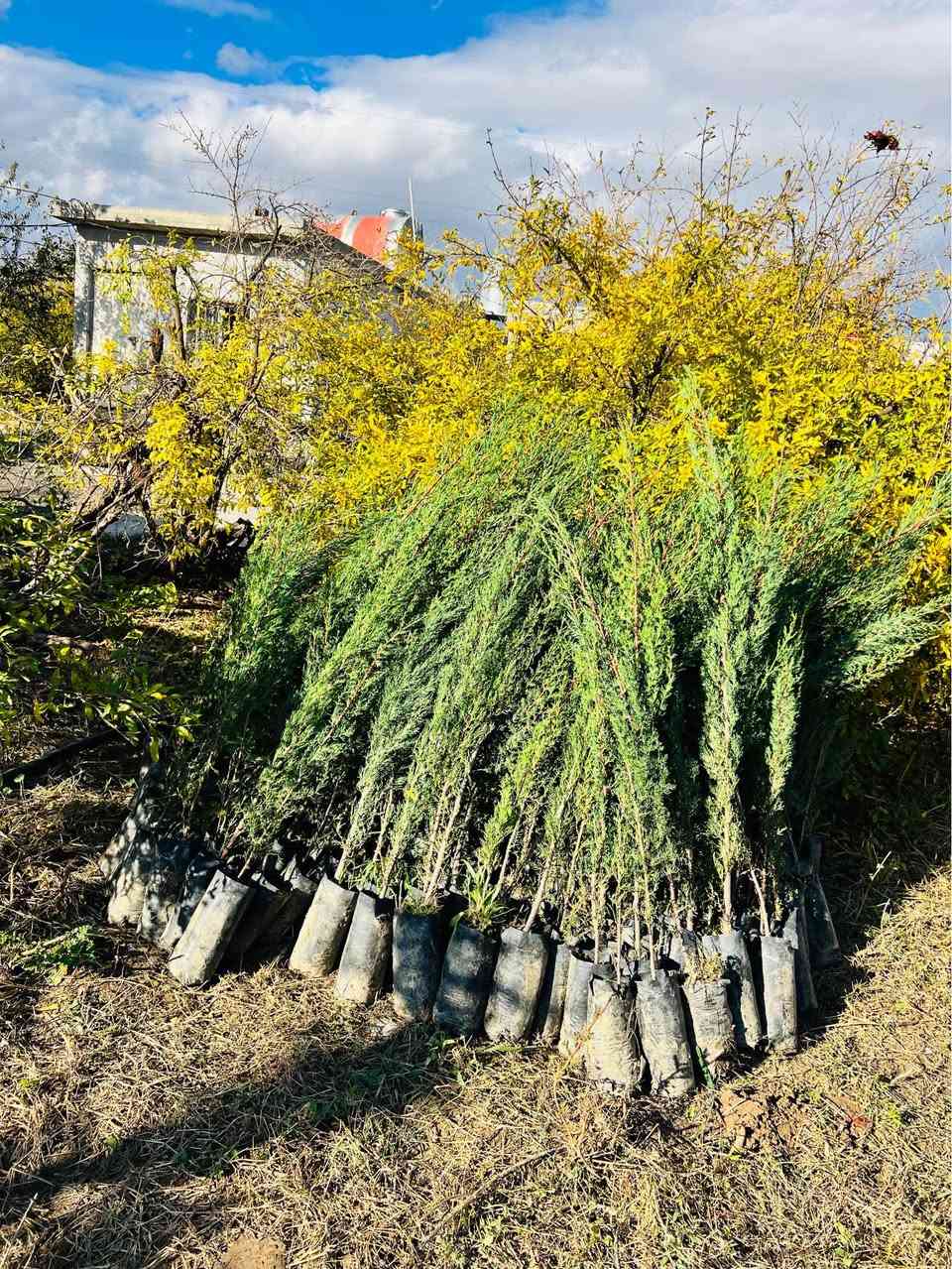 ‎سەرو(سنەوبەر)ی عامودی
‎‏‎نەمامەکان لەکیس دان ئەتوانیت ئیستا بیانچینیت 
‎نەمامی ۸٠ سانتیم تا مەتر و بیست سانتیم نرخی ۲ هەزار
‎لە ۷٠سانتیم بچوکتر 
‎نرخی ۱٥٠٠

‎گەیاندن ھەیە بۆ ھەمو کوردستان📦🚕
  
‎گەر نەمامە کان ھەمان وەسف نەبون ئەتوانیت پێش ئەوەی 
‎وەری بگریت بیگەرینیتەوە 
   ***********
   ***********
‎📌 ناونيشانی نەمامگە 
‎ رانيە—گوندی كانيماران رانية, السليمانية
