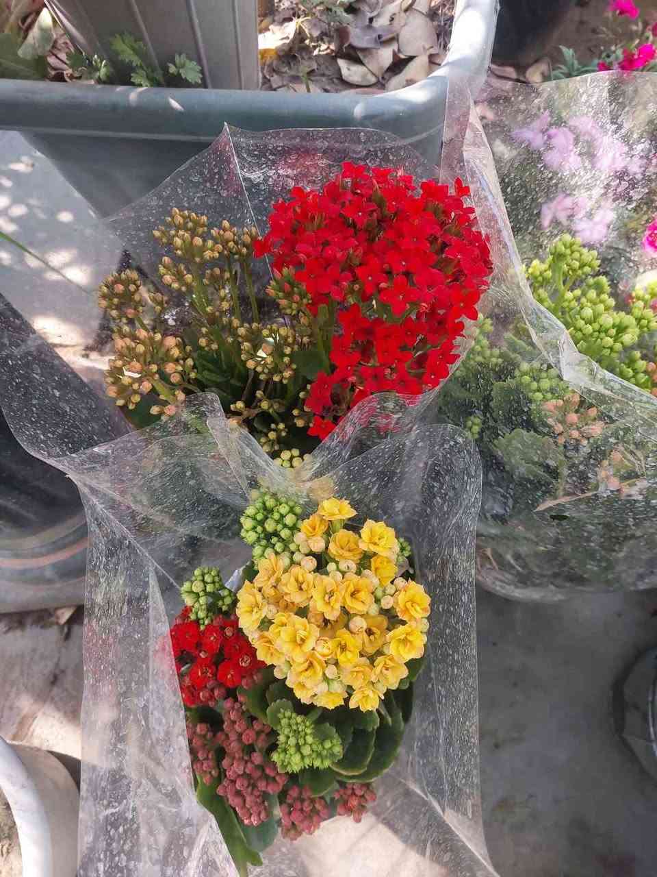 نباتات طبيعية للبيع هولنديه يوجد توصيل جميع محافظات كركوك, العراق


**إذا كنت صاحب هذا الإعلان وتريد حذفه لأي سبب، رجاءا أرسل رسالة إلى الدعم الفني**