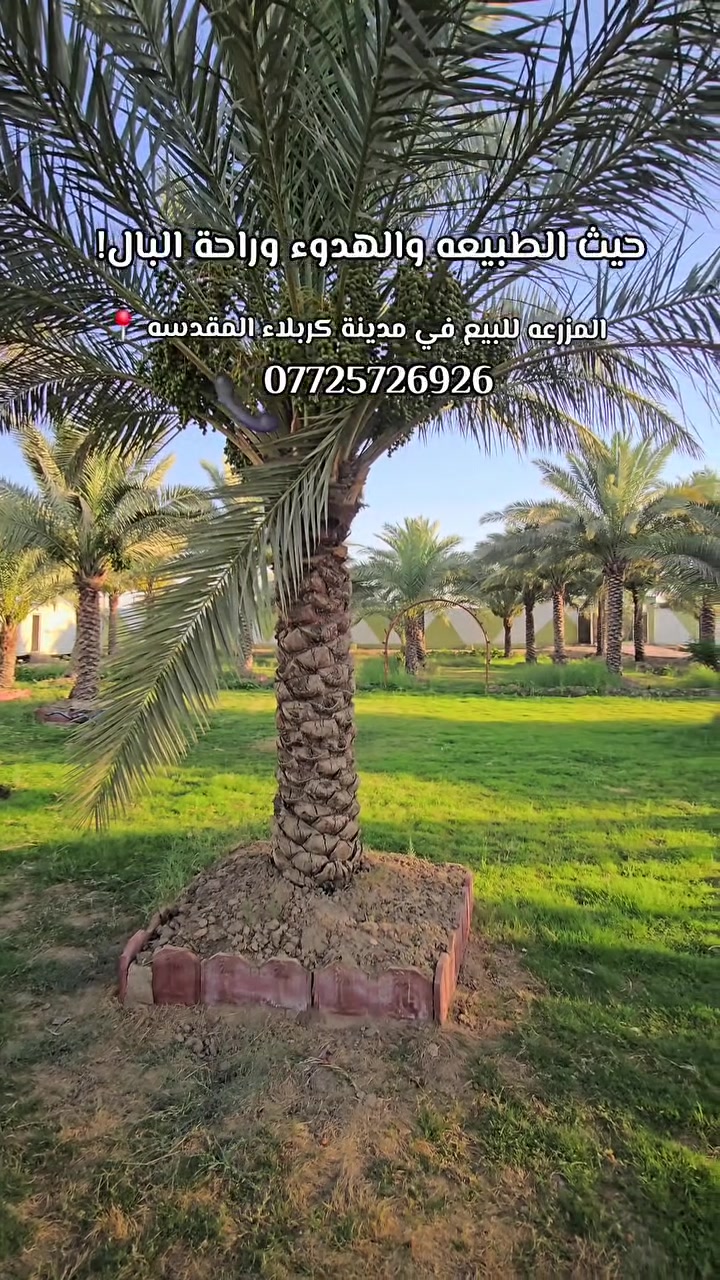 🔶 اعلان رقم 2511
حيث الطبيعه والهدوء وراحة البال 🌴🏡 
المزرعه للبيع المساحه ٧،٥٠٠متر الواجهه ١٠٠متر
( البيع نصف المزرعه او بالكامل)
محتويات المزرعه
٢ دار استراحه🏡 + كراج واسع + حديقه ترفيهيه كبيره + جلسه عربيه + جلسة مشاوي + عدد متنوع من النخيل والأشجار 🌴 
كل الخدمات ماء وكهرباء ومدارس واسواق وتبليط
باقي التفاصيل زيارة المكتب 📍
كربلاء طريق السيده زينب ع قرب عمود 131
او الاتصال 📞
ابو علي ***********
ابو علي ***********
